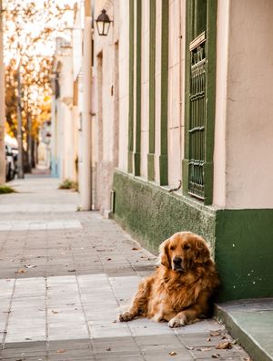 O DESCANSO DO CÃO