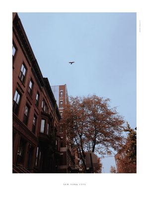 NYC - YELLOW SHADES 2/14