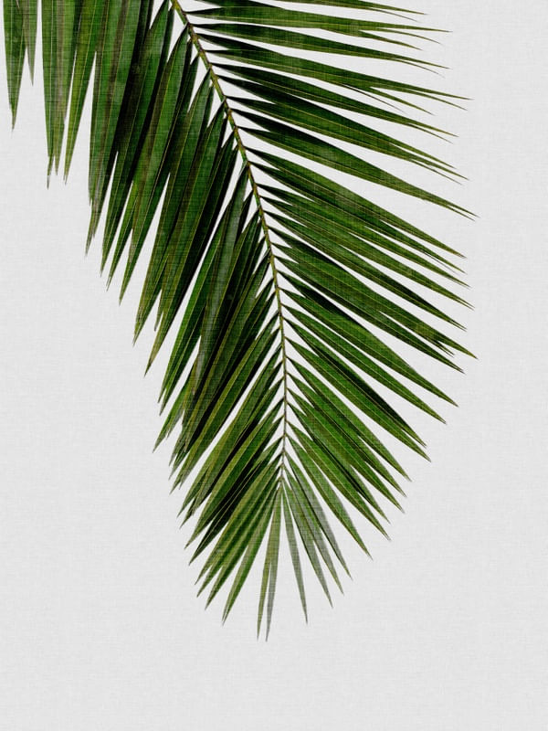 PALM LEAF I