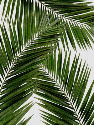 PALM LEAF III