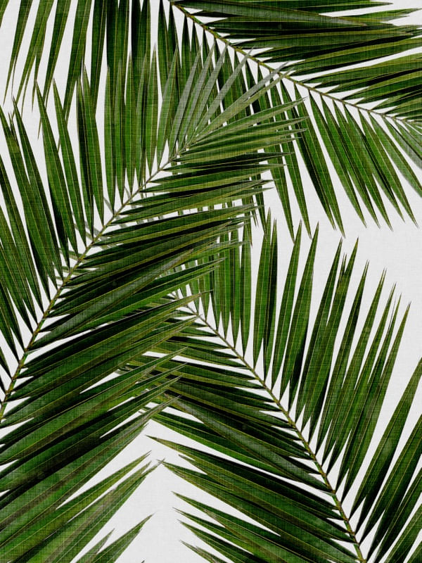 PALM LEAF III