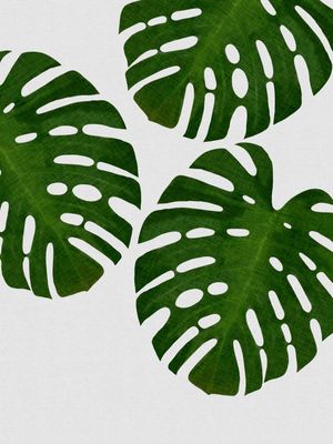 MONSTERA LEAF III