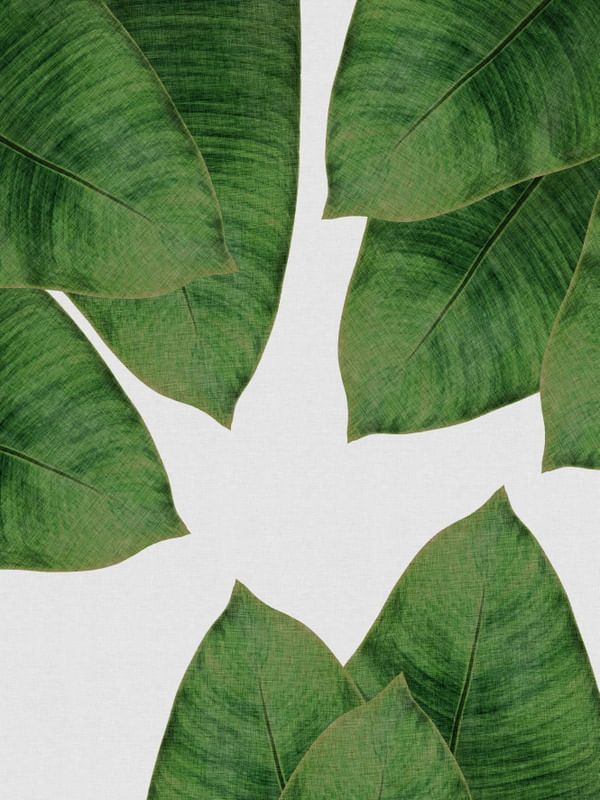 BANANA LEAF I