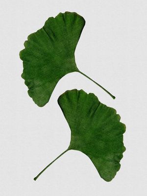 GINKGO LEAF II