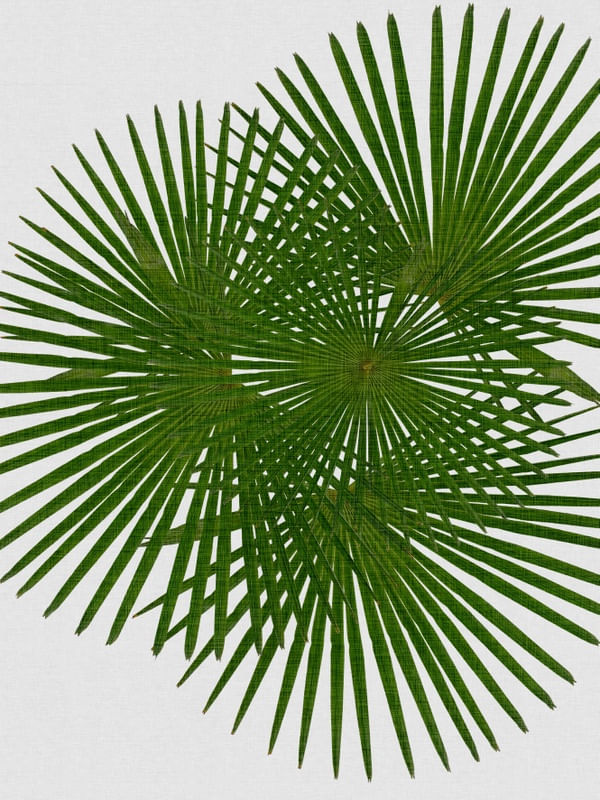 FAN PALM
