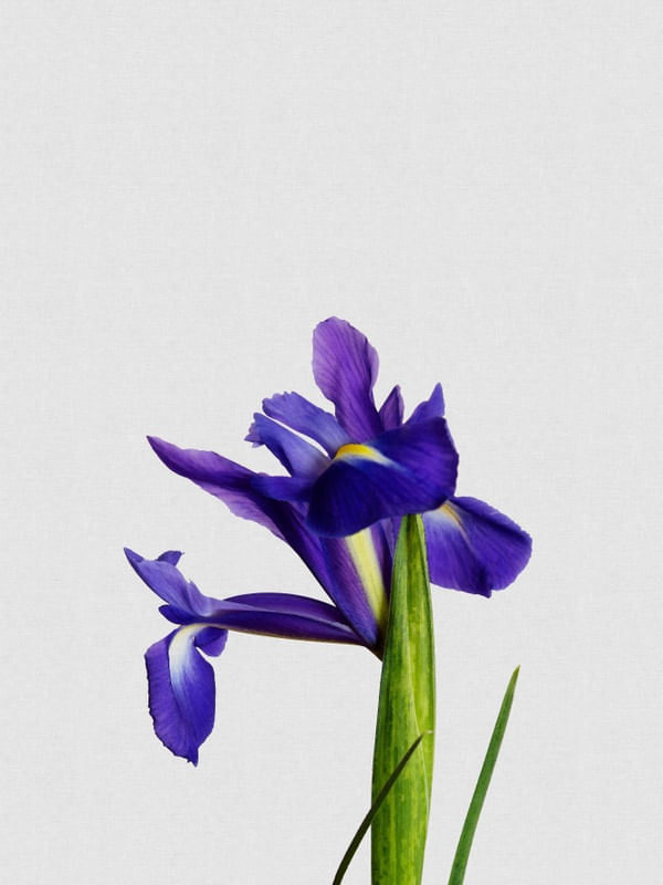 IRIS STILL LIFE