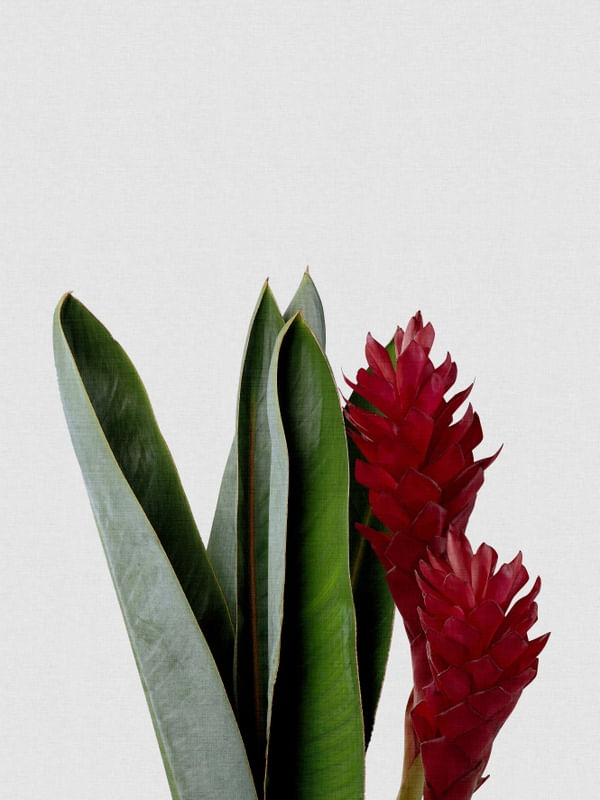 RED FLOWER MODERN