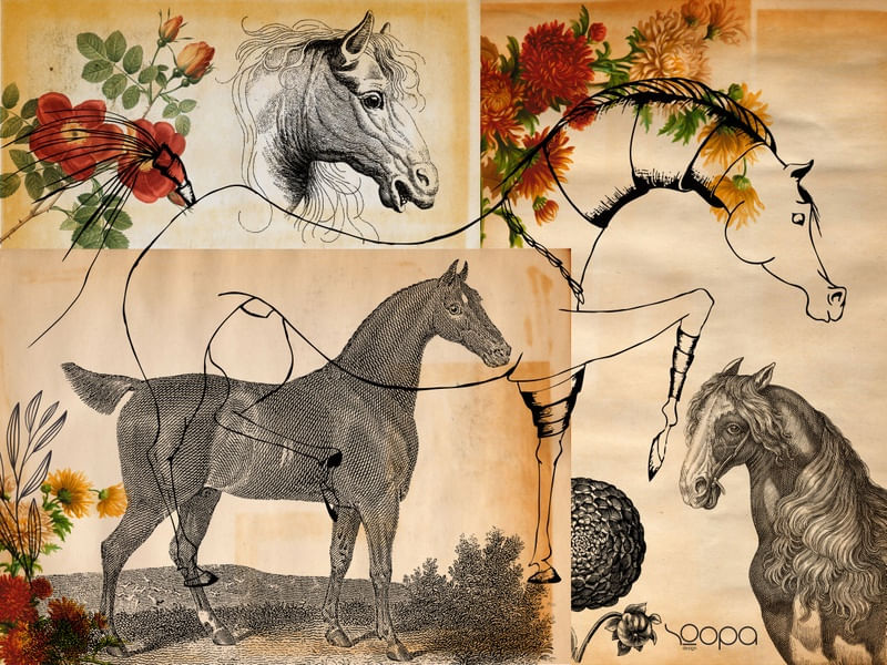 HORSES SKETCHES