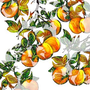 FLORIDA ORANGES 1, FRUIT BOTANICAL ILLUSTRATION