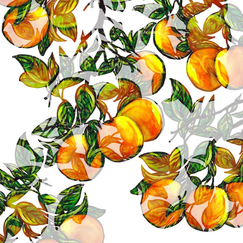 FLORIDA ORANGES 1, FRUIT BOTANICAL ILLUSTRATION