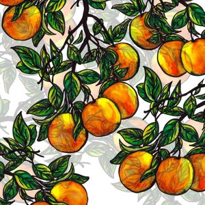 FLORIDA ORANGES 2, FRUIT BOTANICAL ILLUSTRATION