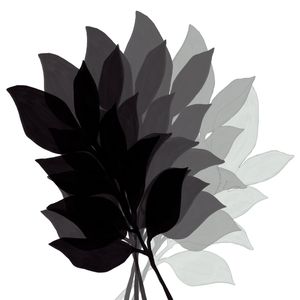 LEAF FAN 1, PRETO E BRANCO OMBRE