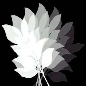 LEAF FAN 2, PRETO E BRANCO OMBRE