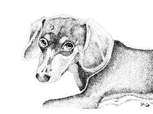 LUNA DOG