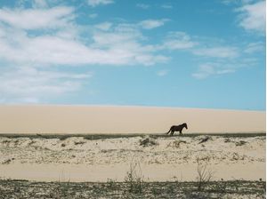 CAVALO DE JERICOACOARA