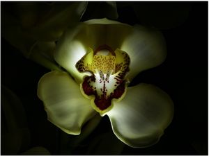 GOLDEN ORCHID