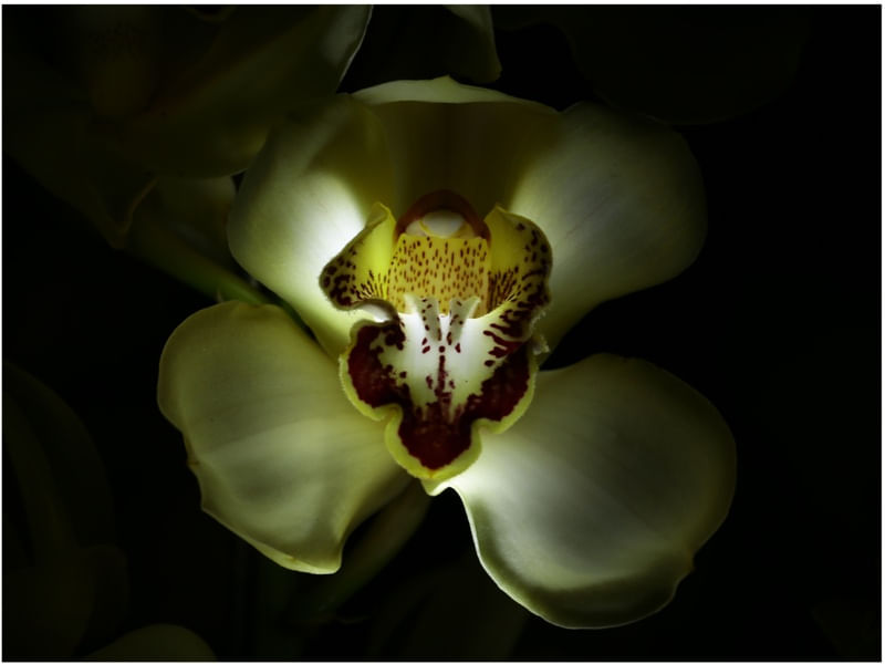 GOLDEN ORCHID