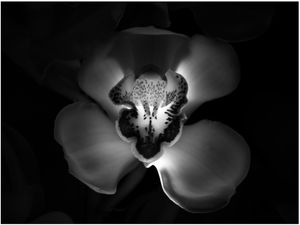 GHOST ORCHID
