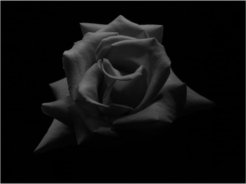 ROSE PETALS