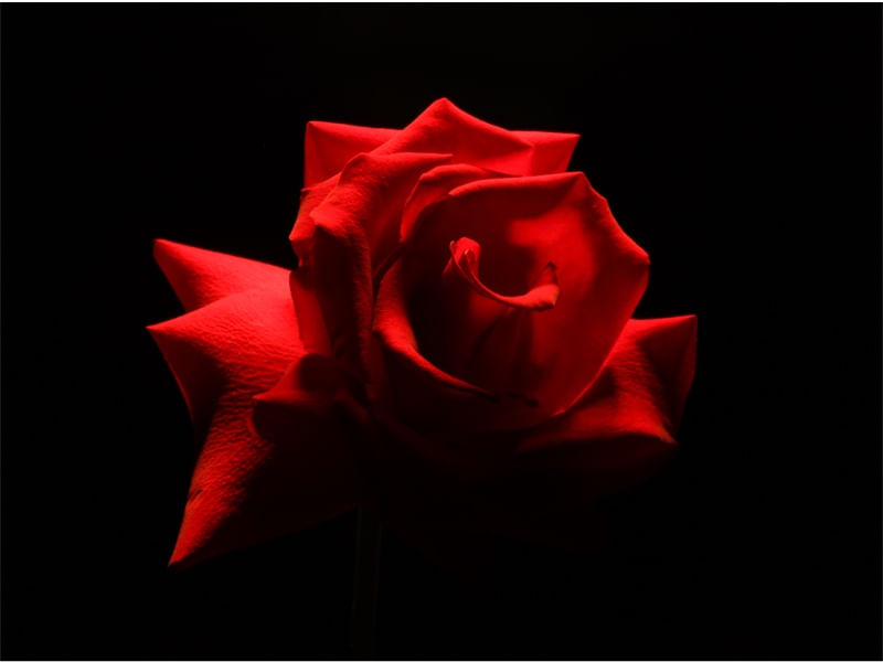 ROSE PETALS COLOR