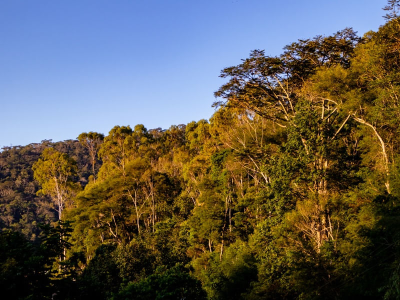 LUZ DO SOL NA FLORESTA