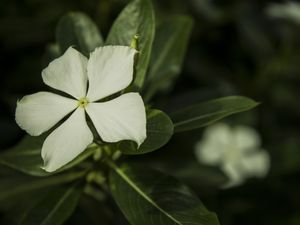 FLOR ''BOM DIA""