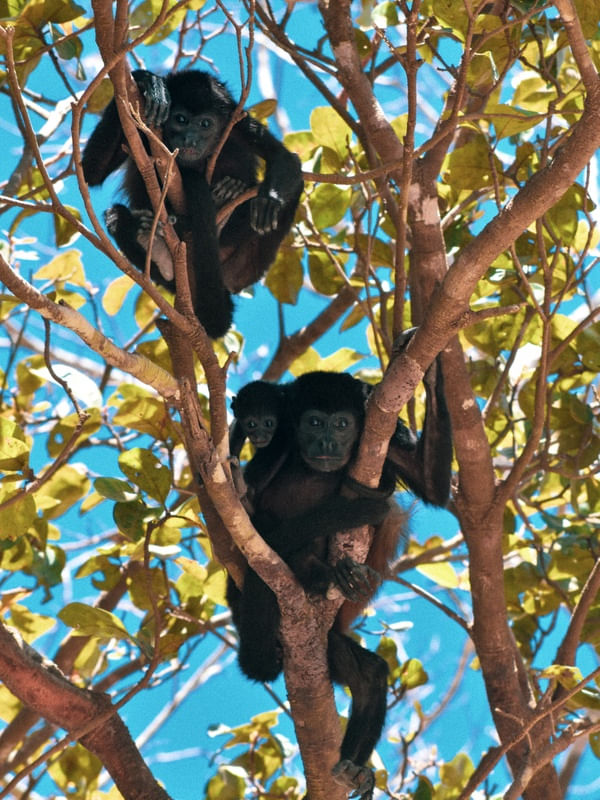 FAMÍLIA MACACO