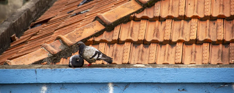 CASAL DE POMBINHOS
