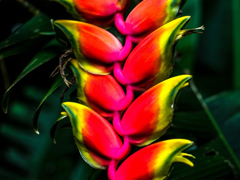 HELICONIA CORES