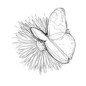 BORBOLETA DO OUTONO