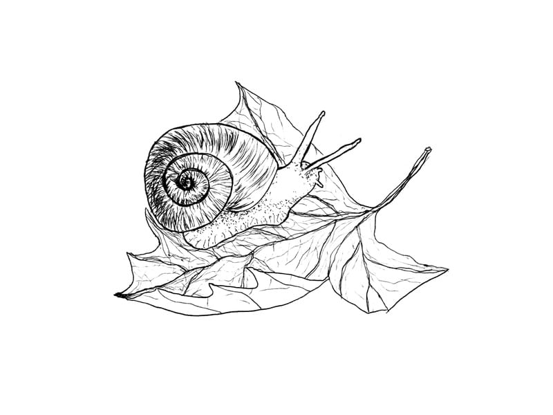 CARAMUJO