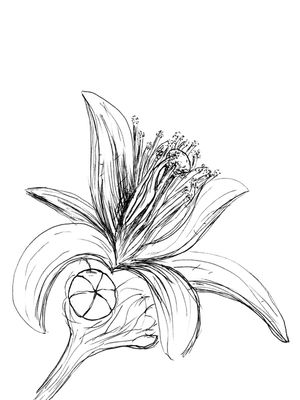 FLOR DO OUTONO