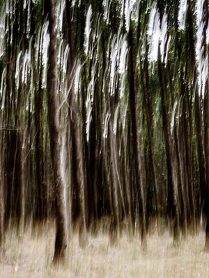 LUZES NA FLORESTA