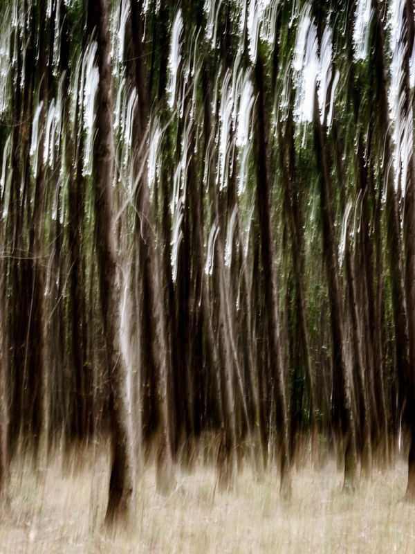 LUZES NA FLORESTA