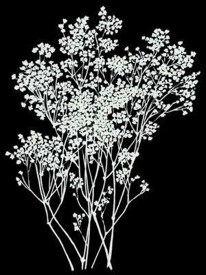 BABY'S BREATH, WHITE ON BLACK BOTANICAL FLORAL ILLUSTRATION