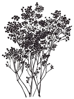 BABY'S BREATH, BLACK ON WHITE BOTANICAL FLORAL ILLUSTRATION