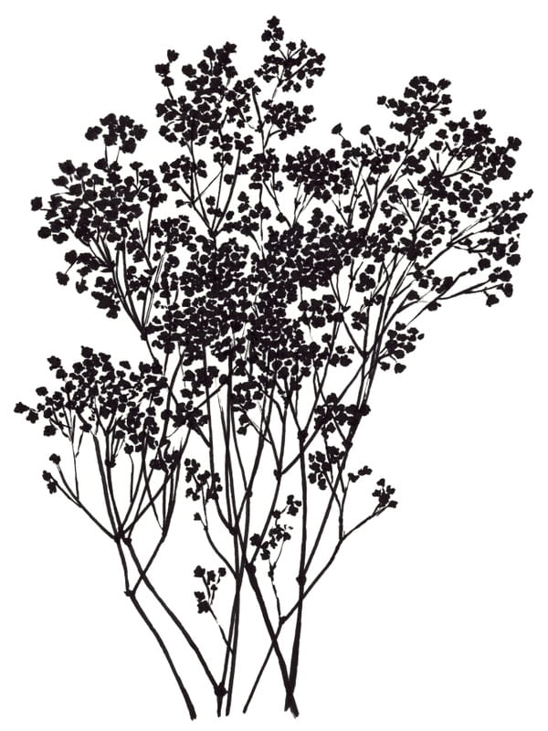 BABY'S BREATH, BLACK ON WHITE BOTANICAL FLORAL ILLUSTRATION