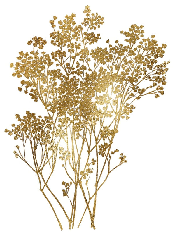 BABY'S BREATH, GOLD ON WHITE BOTANICAL FLORAL ILLUSTRATION