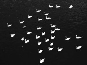 CISNES EM PRAGA