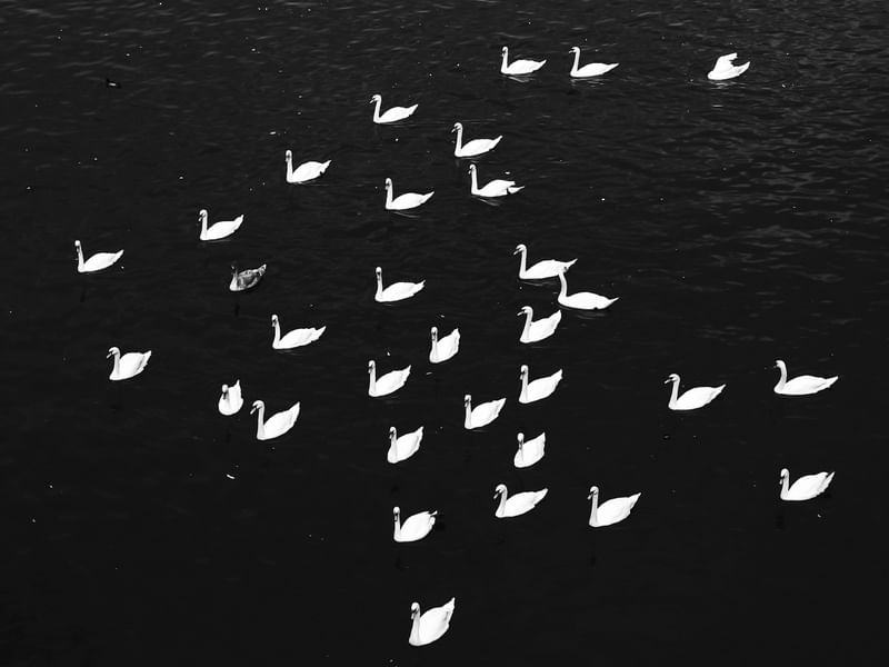CISNES EM PRAGA