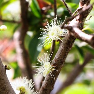 FLOR ESPERANÇA DE FRUTO_00