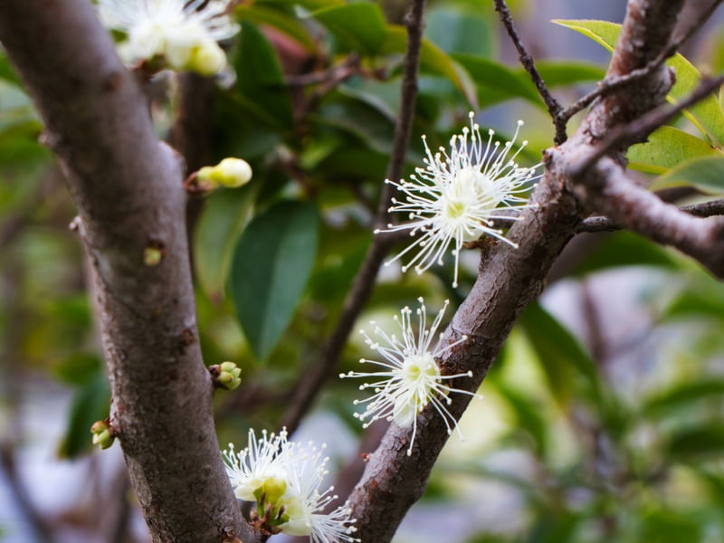 FLOR ESPERANÇA DE FRUTO_01