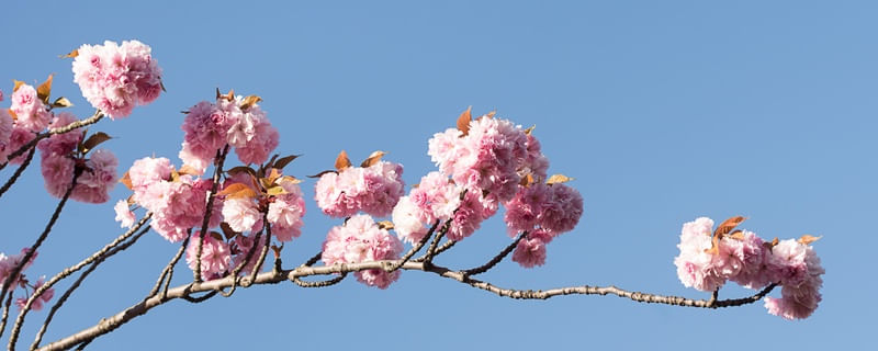 SAKURA CEREJEIRAS
