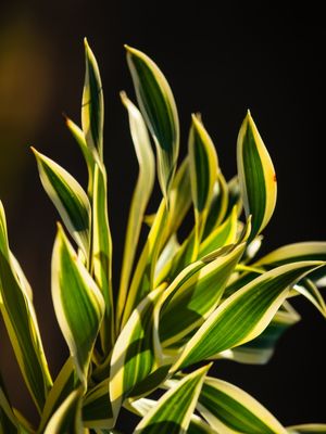 ARBUSTO VERDE E AMARELO