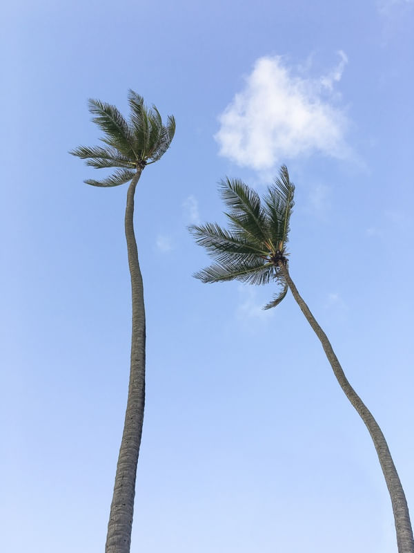 COQUEIROS IRACEMA 002