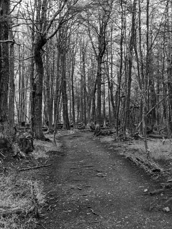 BOSQUE EM USHUAIA - P&B