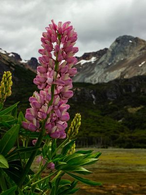 FLORES DA PATAGÔNIA