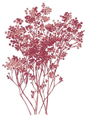 BABY'S BREATH 1, BOTANICAL FLORAL ILLUSTRATION