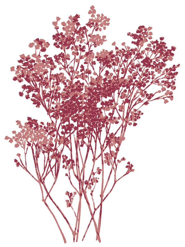 BABY'S BREATH 1, BOTANICAL FLORAL ILLUSTRATION