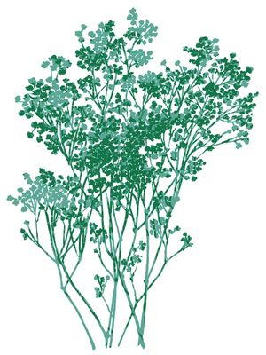 BABY'S BREATH 3, BOTANICAL FLORAL ILLUSTRATION